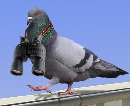 Pigeon Detained On Suspicion Of Spying For China Released After Eight Months