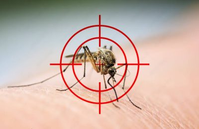 6 natural ways to keep mosquito away from your home