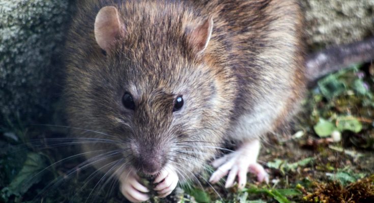 In Louisiana, Rats Are Eating Marijuana Stored in Evidence Room