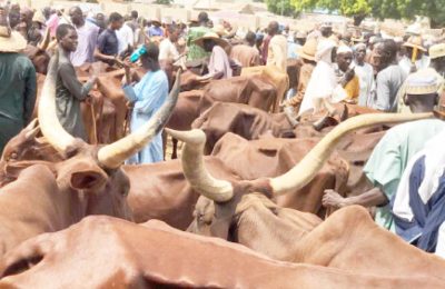 Miyetti Allah concerned over Abia, Enugu, cattle market demolition