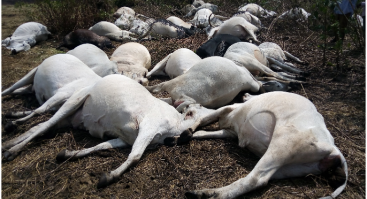 Unknown Gunmen Kill Teenage Herder, 35 Cows In Plateau