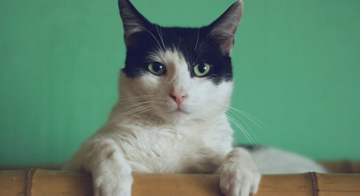 5 reasons Cats are good companions for you