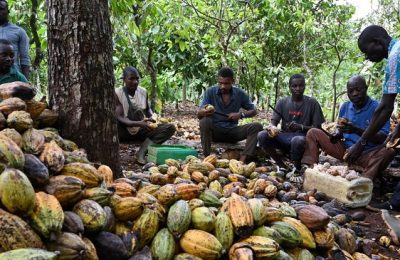West Africa cocoa production