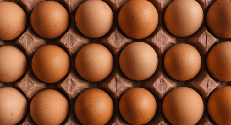 6 simple tips on how to start egg business