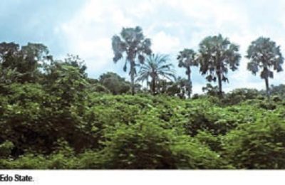 Commodification of Africa’s forests as carbon sinks