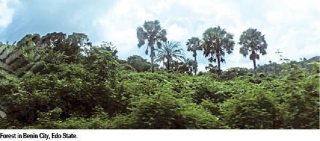 Commodification of Africa’s forests as carbon sinks