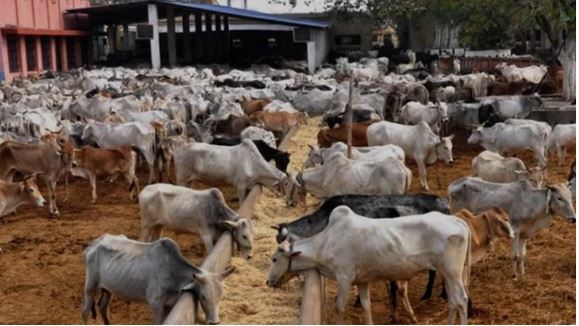 I Spend N90m Yearly On Cattle, There's No Way Peasant Herders Can Afford Ranching — Senator