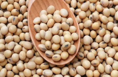 Increased quality yield of soybean production towards reviving a