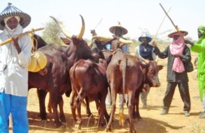 Miyetti Allah attributes livestock price hike to exchange rate, fuel costs