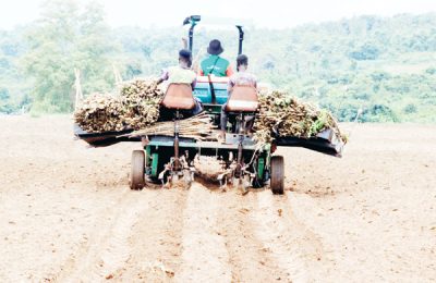 The birth of AATF cassava value-addition facility