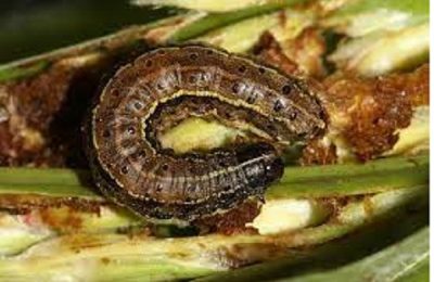 The philosophy of incidence and invasion of Fall armyworm in Nigeria, Africa
