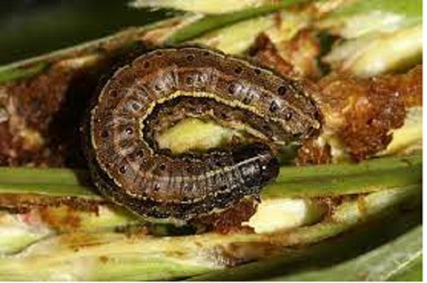 The philosophy of incidence and invasion of Fall armyworm in Nigeria, Africa