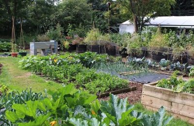 7 reasons you should grow food crops in your backyard