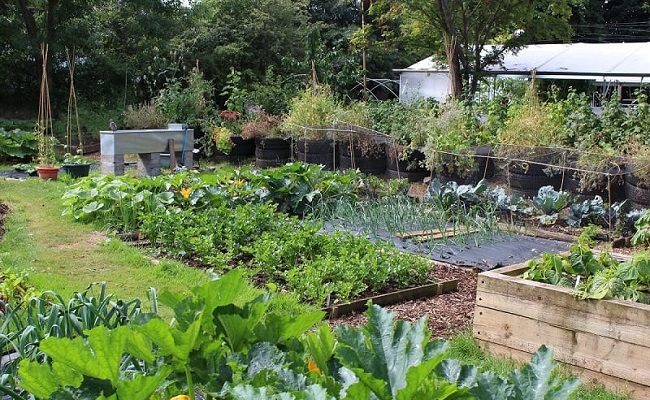 7 reasons you should grow food crops in your backyard