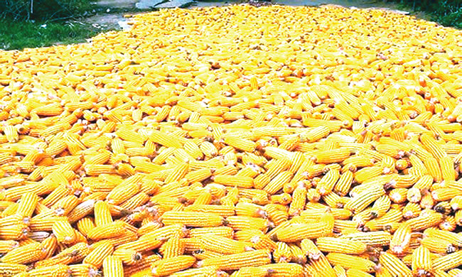 Farmers can plant TELA maize all year-round, record high yield