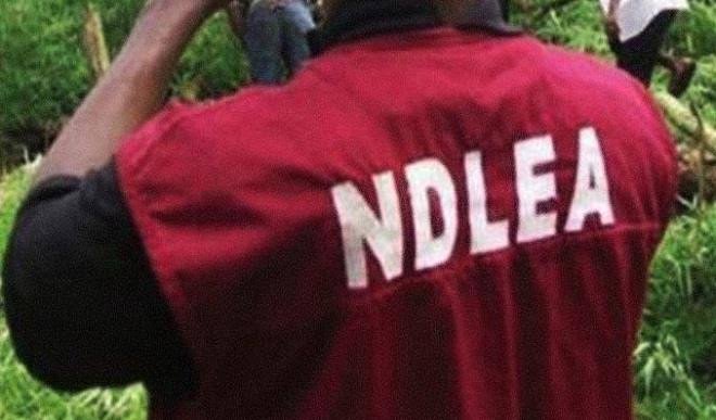 NDLEA Nabs Deaf Drug Dealer In Sokoto, Recovers 12.7kg Of Cannabis Sativa