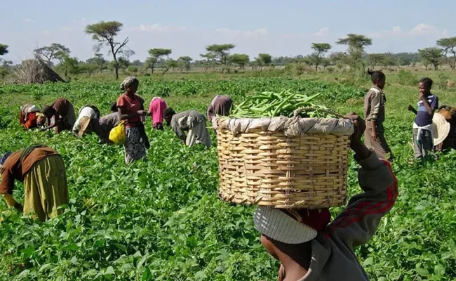 Nigeria has 40.2 million agriculture households — NBS