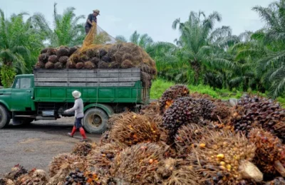 'Nigeria spends $600m annually on palm oil importation'