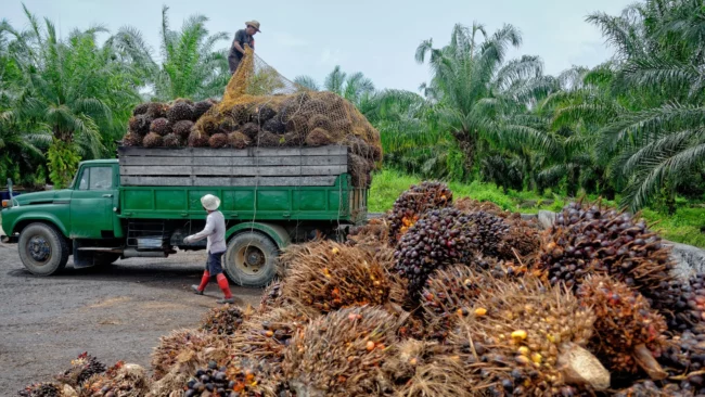 'Nigeria spends $600m annually on palm oil importation'