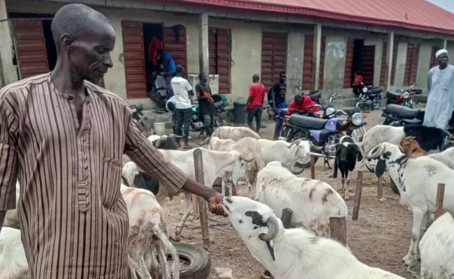 People are not buying rams, Badagry ram sellers lament