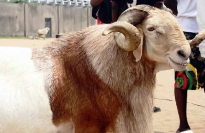 Rams Bought Through Yahoo Fund Unlawful For Sacrifice – Cleric