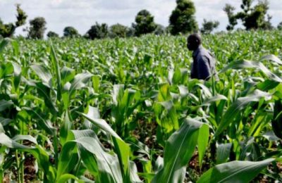 EU launches digital platform to boost agribusiness in Nigeria