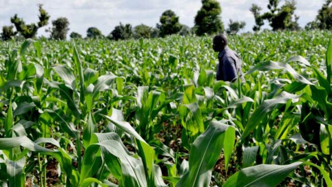 EU launches digital platform to boost agribusiness in Nigeria