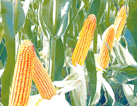 Food security Nigeria to begin ‘massive production’ of four maize