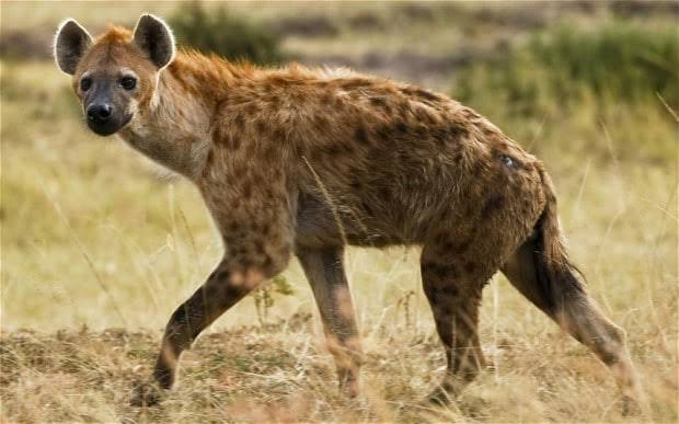 Hyena Escapes Wildlife Park In Jos, Public Warned To Keep Distance