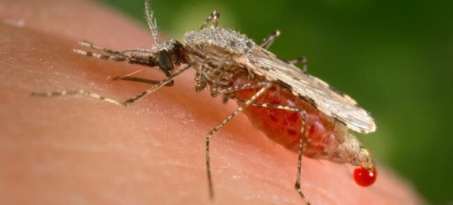 Jigawa govt to vaccinate 8,850 children against Malaria