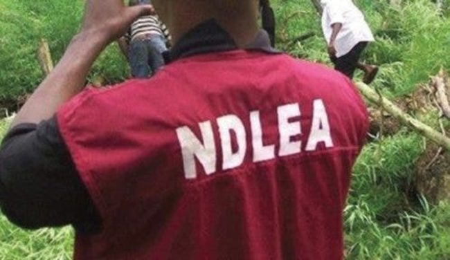 Akwa Ibom ,NDLEA arrests 48, drug users in Nigeria, NDLEA intercepts 12, NDLEA seizes Cannabis Sativa, NDLEA furthers investigations, NDLEA hemp codeine Kano ,diverting shipment to Lome, Gunmen kill NDLEA officer, Gunmen kill NDLEA officer, NDLEA promises to give priority, NDLEA fails to defend spending, NDLEA burns over 24 tons of illicit drugs in Osun, Why 12 Dockworkers are still in detention —NDLEA, NDLEA arrests fake soldier, NDLEA busts interstate cartels, NDLEA arrests 60 suspects, NDLEA arrest drug traffickers, NDLEA intercepts heroin, NDLEA uncovers large farm of marijuana in Kano, NDLEA Meth consignments Lagos