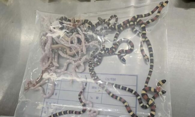 Man caught smuggling 100 live snakes in his trousers