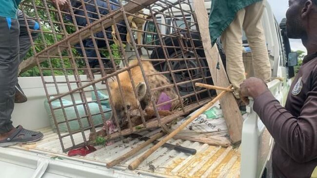 Missing Hyena captured, returned to Plateau wildlife park