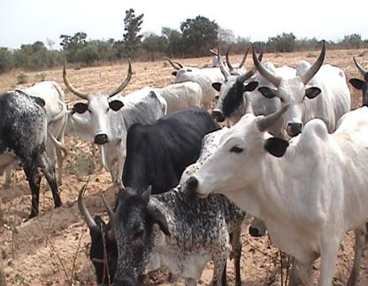 Tinubu's Govt Creates Ministry Of Livestock Development