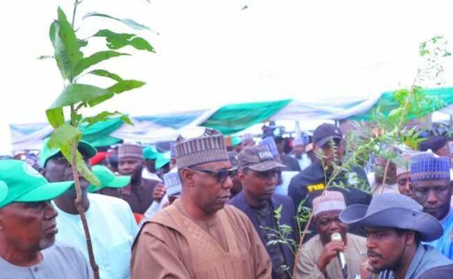 Borno govt plants 10 million trees to fight desertification