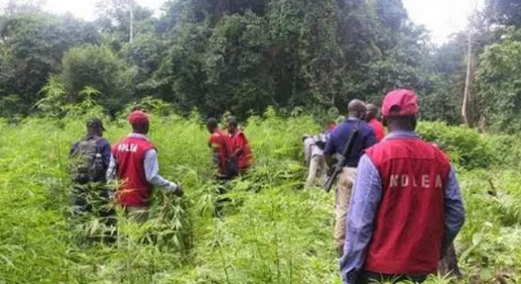 NDLEA Intensifies Fight Against Drug Abuse, Destroys Hemp Farms, Arrest Three Suspects In Kogi