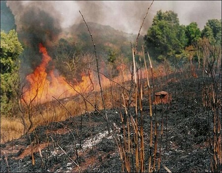 Wildfires have effects on climate change bush