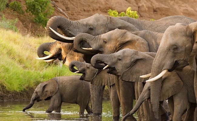 World elephant day: Wild Africa advocates better protection of elephants in Nigeria