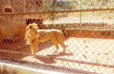 Angry Lion kills Worker In Obasanjo Library’s Zoo