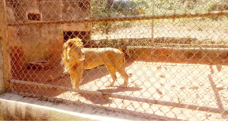 Angry Lion kills Worker In Obasanjo Library’s Zoo