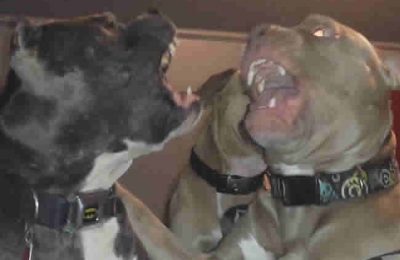 Court Remands Two For Allegedly Unleashing Three Dogs On Police In Ibadan