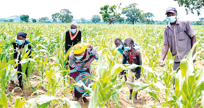 Nigeria’s agricultural productivity