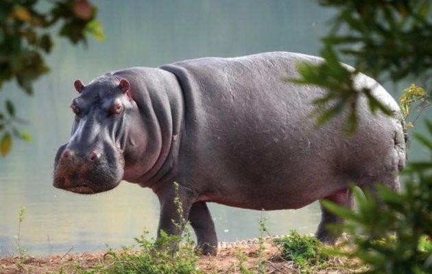 Mother Hippopotamus Kills 60 Years Old Emir’s Guard In Kebbi