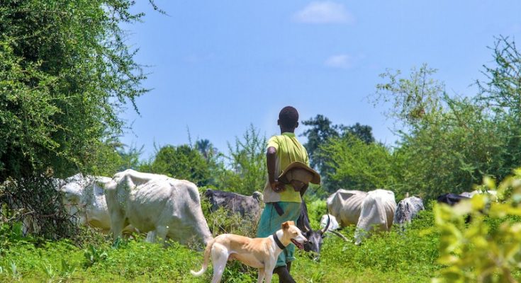 Five Killed In Adamawa Herder-Farmer Clash