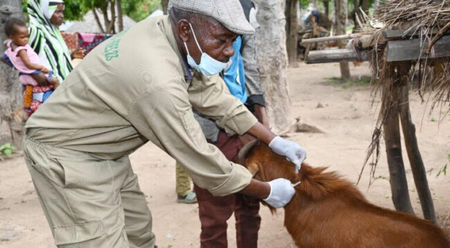 Kogi govt vaccinates over 200,000 livestock to combat anthrax