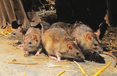 Lassa Fever: 1,025 Confirmed Cases, 174 Deaths Recorded In 2024