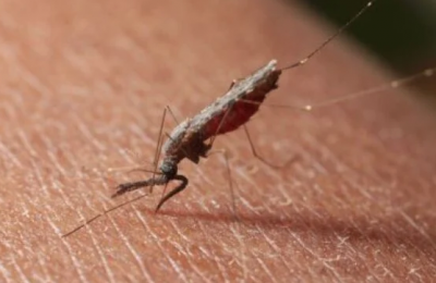 Nigeria Receives First 846,000 Malaria Vaccine Doses, Begins Roll Out In Kebbi, Bayelsa In November