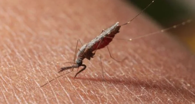 Nigeria Receives First 846,000 Malaria Vaccine Doses, Begins Roll Out In Kebbi, Bayelsa In November