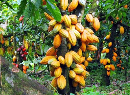 WACOT Limited supports 3500 farmers cocoa farming, agricultural, etung local government, landlord communities