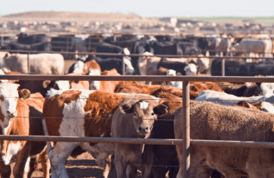 Reasons livestock farmers should reduce antibiotics use in animals —Expert